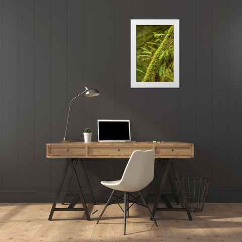 Hobart-Washington State-USA Moss-covered tree with licorice ferns growing out of it White Modern Wood Framed Art Print by Horton, Janet