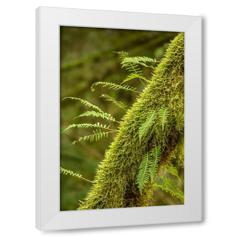Hobart-Washington State-USA Moss-covered tree with licorice ferns growing out of it White Modern Wood Framed Art Print by Horton, Janet