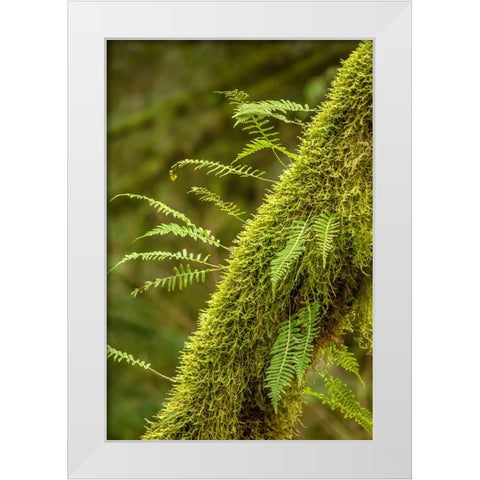 Hobart-Washington State-USA Moss-covered tree with licorice ferns growing out of it White Modern Wood Framed Art Print by Horton, Janet