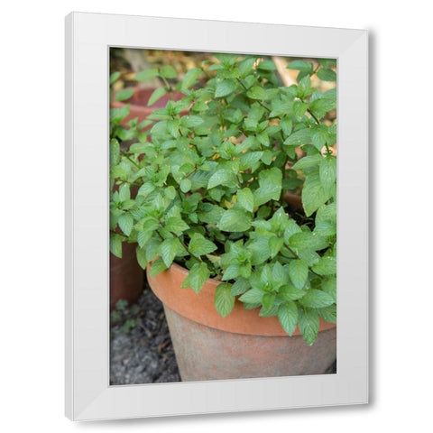 Bellevue-Washington State-USA Chocolate mint plants growing in a container garden White Modern Wood Framed Art Print by Horton, Janet