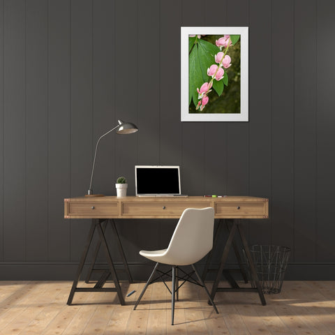 Issaquah-Washington State-USA Bleeding Heart (Lamprocapnos spectabilis) flowers White Modern Wood Framed Art Print by Horton, Janet