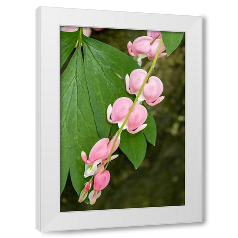 Issaquah-Washington State-USA Bleeding Heart (Lamprocapnos spectabilis) flowers White Modern Wood Framed Art Print by Horton, Janet