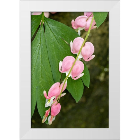 Issaquah-Washington State-USA Bleeding Heart (Lamprocapnos spectabilis) flowers White Modern Wood Framed Art Print by Horton, Janet
