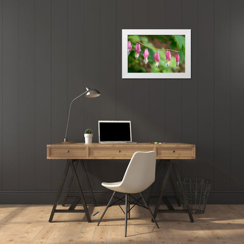 Issaquah-Washington State-USA Bleeding Heart (Lamprocapnos spectabilis) flowers White Modern Wood Framed Art Print by Horton, Janet