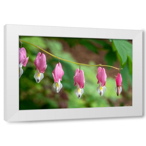 Issaquah-Washington State-USA Bleeding Heart (Lamprocapnos spectabilis) flowers White Modern Wood Framed Art Print by Horton, Janet
