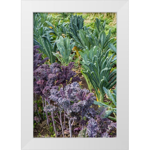 Maple Valley-Washington State-USA Redbor and Dinosaur kale growing in a garden White Modern Wood Framed Art Print by Horton, Janet