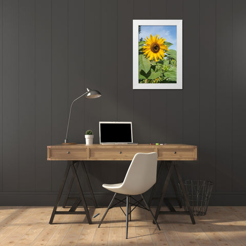 Issaquah-Washington State-USA Honeybee pollinating a sunflower on a sunny day White Modern Wood Framed Art Print by Horton, Janet
