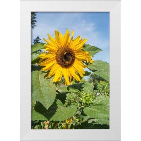 Issaquah-Washington State-USA Honeybee pollinating a sunflower on a sunny day White Modern Wood Framed Art Print by Horton, Janet