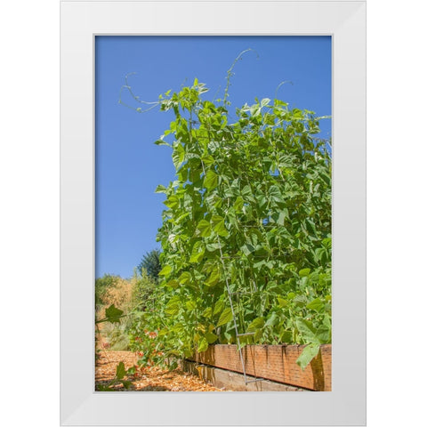 Bellevue-Washington State-USA Super Marconi pole beans growing on a trellis White Modern Wood Framed Art Print by Horton, Janet