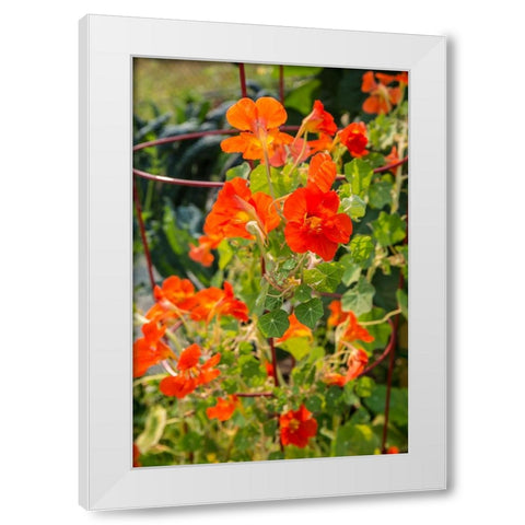 Issaquah-Washington State-USA Nasturtiums growing in and around a plant cage White Modern Wood Framed Art Print by Horton, Janet