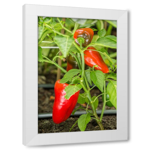 Issaquah-Washington State-USA Bellafina red sweet bell pepper plant growing White Modern Wood Framed Art Print by Horton, Janet