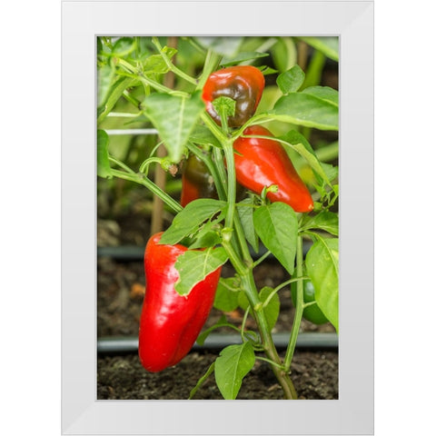 Issaquah-Washington State-USA Bellafina red sweet bell pepper plant growing White Modern Wood Framed Art Print by Horton, Janet