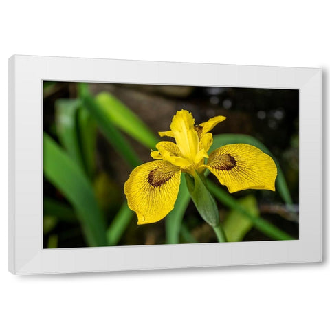 Issaquah-Washington State-USA Roy Davidson Iris plant growing in a pond White Modern Wood Framed Art Print by Horton, Janet