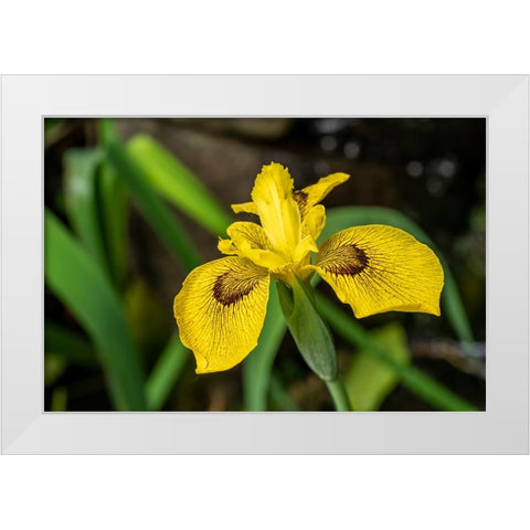 Issaquah-Washington State-USA Roy Davidson Iris plant growing in a pond White Modern Wood Framed Art Print by Horton, Janet