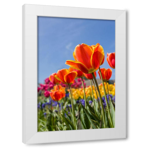 Mount Vernon-Washington State-USA Tulip garden as seen from underneath White Modern Wood Framed Art Print by Horton, Janet
