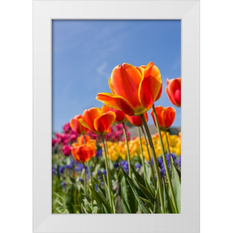 Mount Vernon-Washington State-USA Tulip garden as seen from underneath White Modern Wood Framed Art Print by Horton, Janet