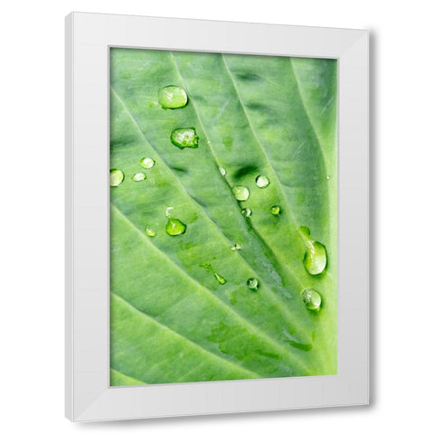 Issaquah-Washington State-USA Raindrops on Hosta Krossa Regal plant White Modern Wood Framed Art Print by Horton, Janet