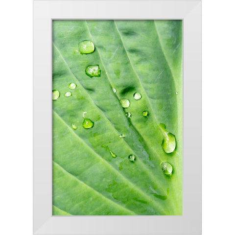 Issaquah-Washington State-USA Raindrops on Hosta Krossa Regal plant White Modern Wood Framed Art Print by Horton, Janet