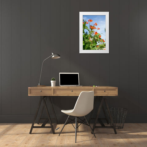 Issaquah-Washington State-USA Scarlet Runner pole beans with blossoms White Modern Wood Framed Art Print by Horton, Janet