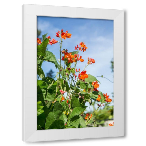 Issaquah-Washington State-USA Scarlet Runner pole beans with blossoms White Modern Wood Framed Art Print by Horton, Janet