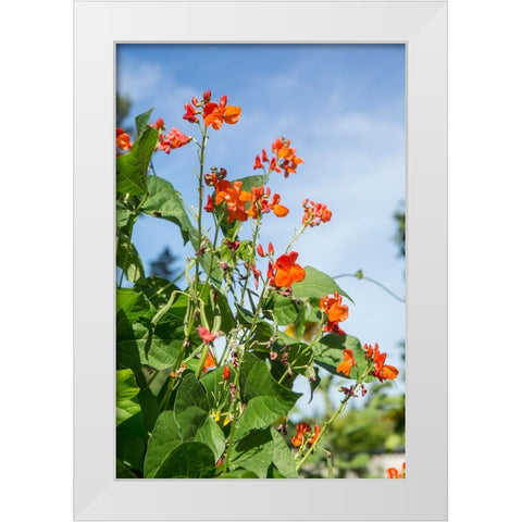 Issaquah-Washington State-USA Scarlet Runner pole beans with blossoms White Modern Wood Framed Art Print by Horton, Janet
