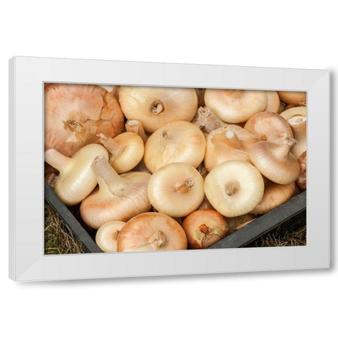 Carnation-Washington State-USA Freshly harvested Cipollini onions White Modern Wood Framed Art Print by Horton, Janet