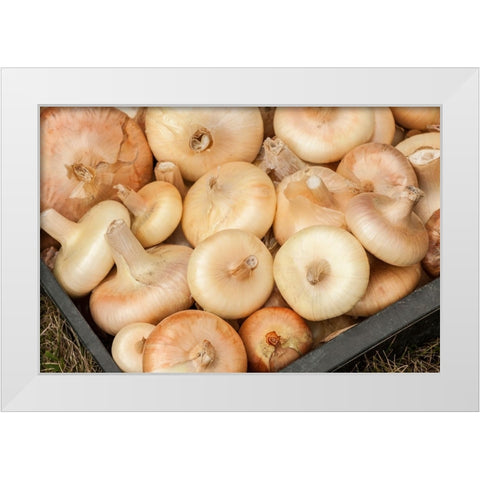 Carnation-Washington State-USA Freshly harvested Cipollini onions White Modern Wood Framed Art Print by Horton, Janet