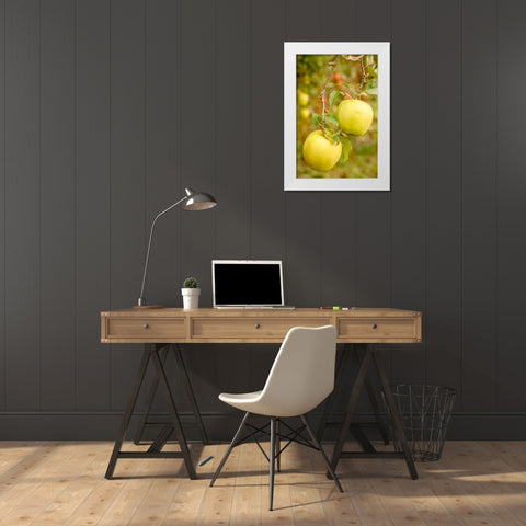 Wenatchee-Washington State-USA Golden Delicious Apples on the tree White Modern Wood Framed Art Print by Horton, Janet