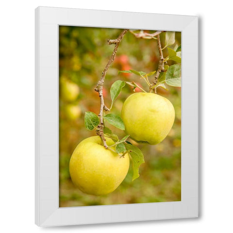 Wenatchee-Washington State-USA Golden Delicious Apples on the tree White Modern Wood Framed Art Print by Horton, Janet