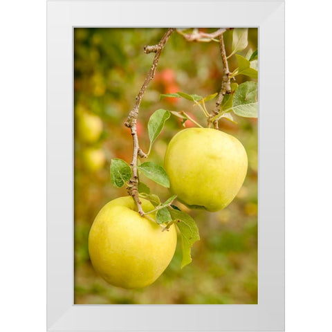 Wenatchee-Washington State-USA Golden Delicious Apples on the tree White Modern Wood Framed Art Print by Horton, Janet