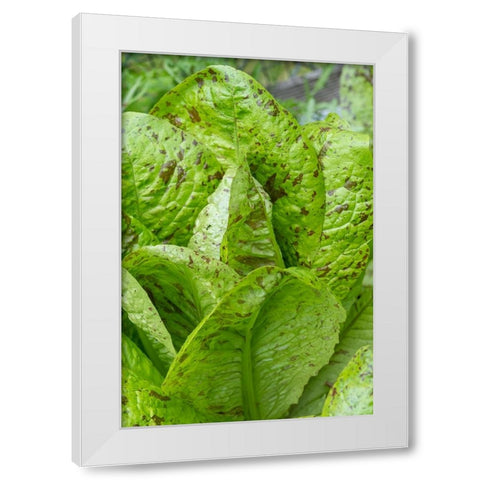 Issaquah-Washington State-USA Flashy Trouts Back Lettuce plants White Modern Wood Framed Art Print by Horton, Janet