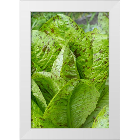 Issaquah-Washington State-USA Flashy Trouts Back Lettuce plants White Modern Wood Framed Art Print by Horton, Janet