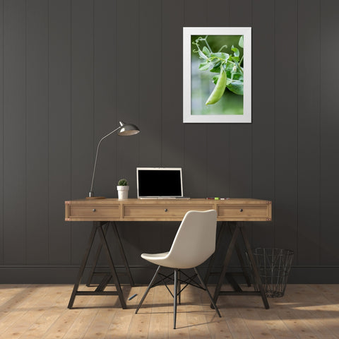Issaquah-Washington State-USA Snow Pea plant growing in a garden White Modern Wood Framed Art Print by Horton, Janet