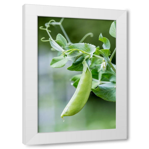 Issaquah-Washington State-USA Snow Pea plant growing in a garden White Modern Wood Framed Art Print by Horton, Janet