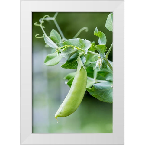 Issaquah-Washington State-USA Snow Pea plant growing in a garden White Modern Wood Framed Art Print by Horton, Janet