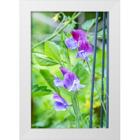 Issaquah-Washington State-USA Close-up of Sweet Peas in blossom White Modern Wood Framed Art Print by Horton, Janet