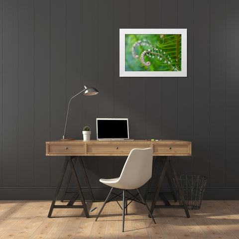Issaquah-Washington State-USA Lady fern plant in early spring White Modern Wood Framed Art Print by Horton, Janet