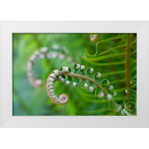 Issaquah-Washington State-USA Lady fern plant in early spring White Modern Wood Framed Art Print by Horton, Janet