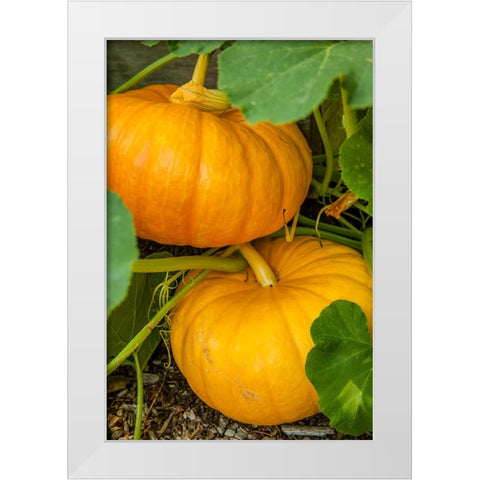 Issaquah-Washington State-USA Pumpkins ready to harvest White Modern Wood Framed Art Print by Horton, Janet