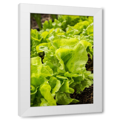 Issaquah-Washington State-USA Tom Thumb lettuce plants White Modern Wood Framed Art Print by Horton, Janet
