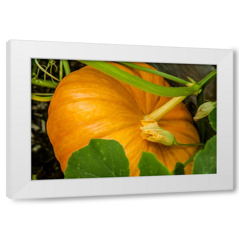Issaquah-Washington State-USA Pumpkin ready to harvest White Modern Wood Framed Art Print by Horton, Janet