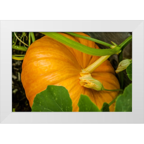 Issaquah-Washington State-USA Pumpkin ready to harvest White Modern Wood Framed Art Print by Horton, Janet