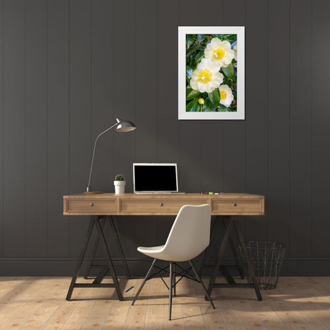 Issaquah-Washington State-USA Flowering Camellia bush White Modern Wood Framed Art Print by Horton, Janet