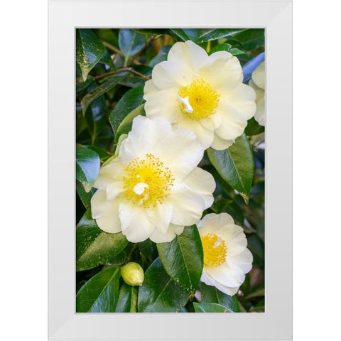 Issaquah-Washington State-USA Flowering Camellia bush White Modern Wood Framed Art Print by Horton, Janet