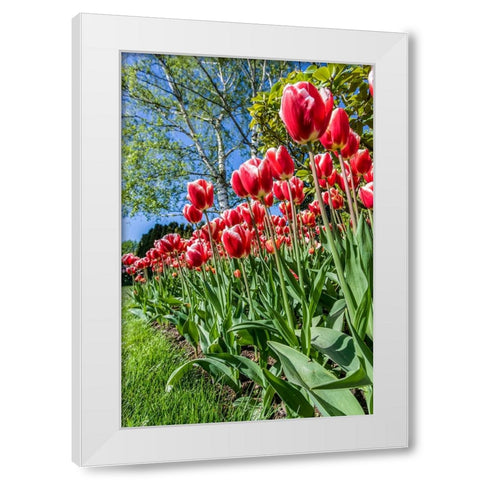 Mount Vernon-Washington State-USA Tulip garden White Modern Wood Framed Art Print by Horton, Janet