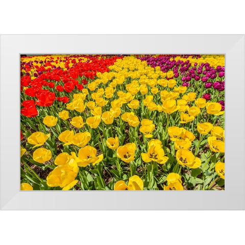 Mount Vernon-Washington State-USA Tulip garden White Modern Wood Framed Art Print by Horton, Janet