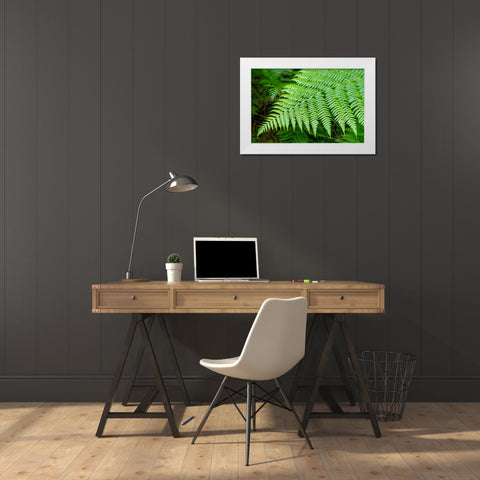 Issaquah-Washington State-USA Lady Fern frond White Modern Wood Framed Art Print by Horton, Janet