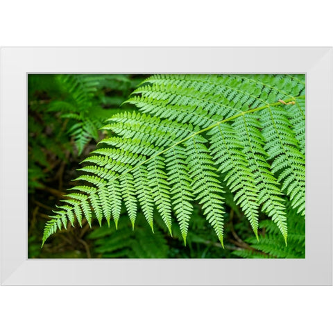 Issaquah-Washington State-USA Lady Fern frond White Modern Wood Framed Art Print by Horton, Janet