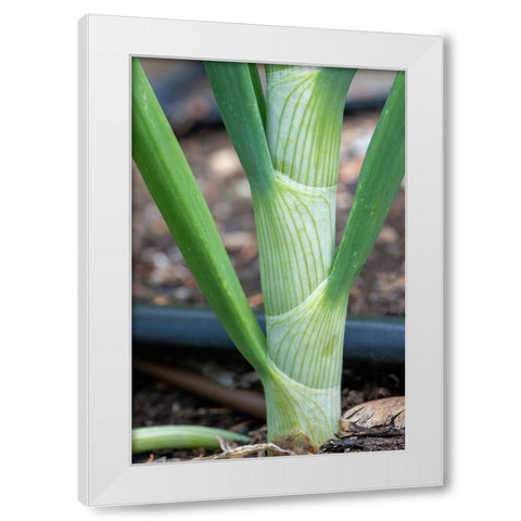 Issaquah- Washington State- USA. Close-up of an onion stalk White Modern Wood Framed Art Print by Horton, Janet