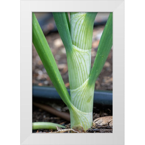 Issaquah- Washington State- USA. Close-up of an onion stalk White Modern Wood Framed Art Print by Horton, Janet